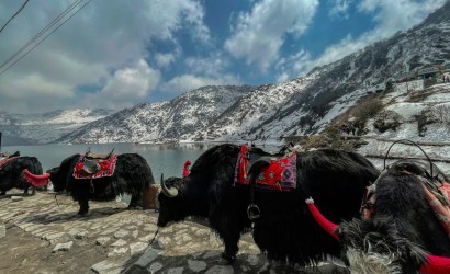 a herd of yaks standing next to a body of water