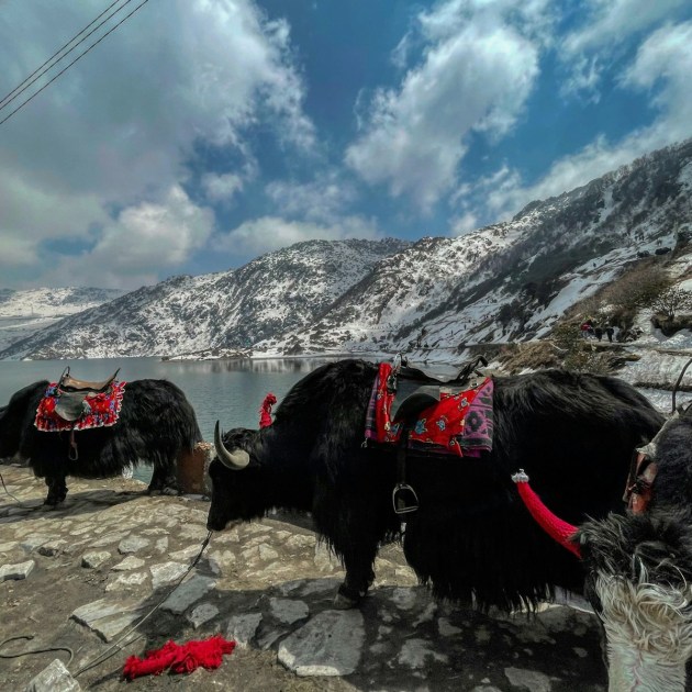 a herd of yaks standing next to a body of water